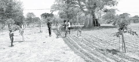 Shown here is a peanut field, also known as ground nut in Gambia, where Daniel Heiser recently spent six months on a medical mission. Courtesy photo