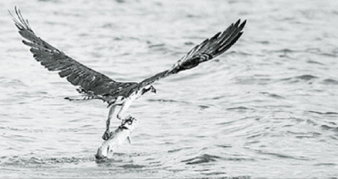 William Feely won top honors last year in the animal category with this photo of a large Osprey (also known as a fish hawk) grabbing lunch out of the Gulf of Mexico. He took the picture while on a family vacation near Tampa, Fla. Photo by William Feely