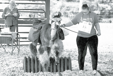 Llama showtime at the fair