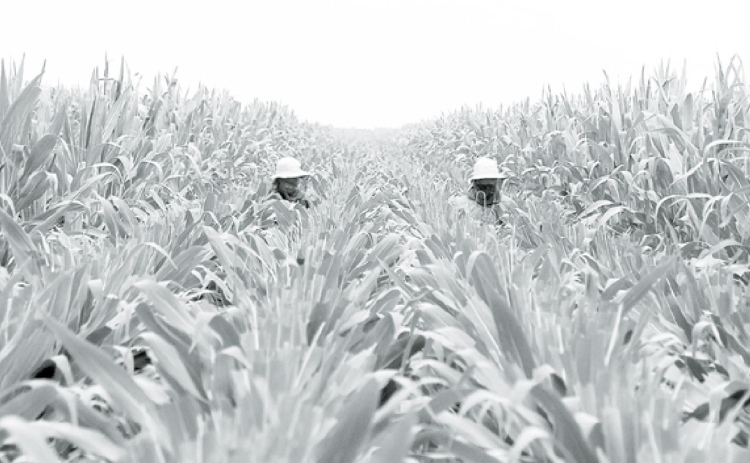Detasslers are back at it this year, earmarking the middle of summer and the next step towards harvest, despite the threat of COVID-19. News-Register file photo
