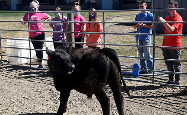 Hampton students will get some hands-on education with the Hawk herd, handling daily chores twice a day, seven days a week. News-Register/Kurt Johnson