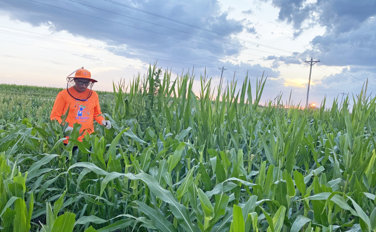Crews with Outfield Detasseling have been up and at it early this season in efforts to both be efficient and beat the heat.