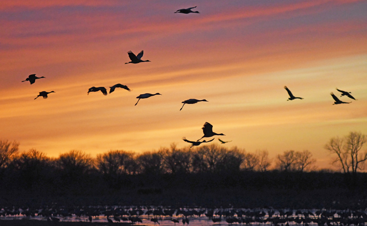 Sandhill Cranes have come and gone for another migration season, bringing a rare spectacle to central Nebraska which draws viewers from around the world.