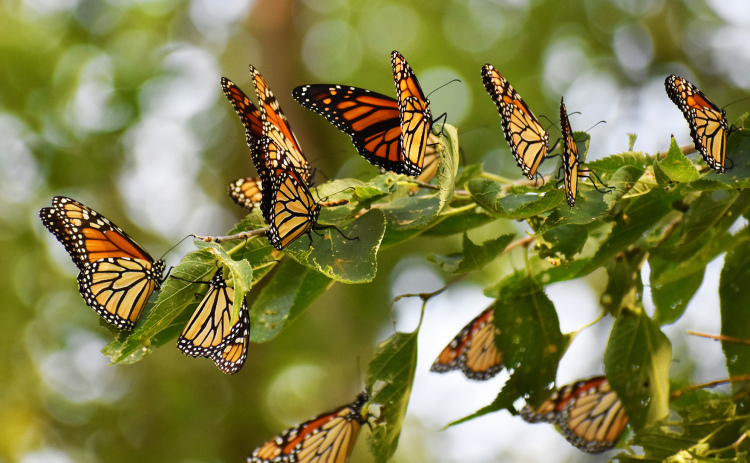 The annual Monarch migration is right around the corner in areas like Hamitlon County, where it won’t be uncommon to see hundreds, or thousands, of these beautiful orange-winged butterflies roosting in trees, bushes and other safe areas.