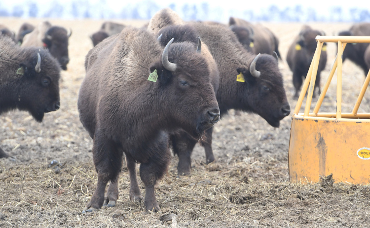 Two bison inspect the hay feeding station at the ranch north of Hordville. Kendra Hudson, whose grandfather Arlo Stevens founded the ranch, recalled feeding the bison with five-gallon feed buckets at an early age.