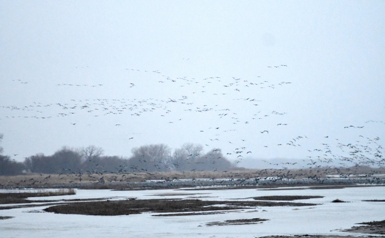Sandhill cranes gather on the banks of the Platte River. Due to clouds and incoming the rain, the cranes were fewer in number at the landing site according to volunteers.