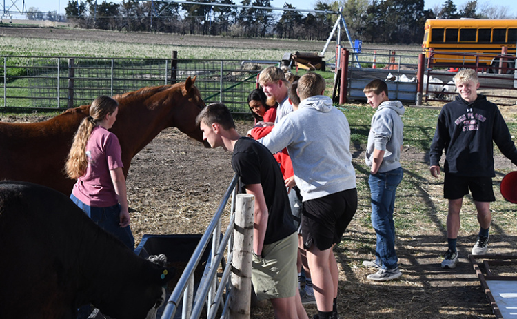 High Plains FFA members and volunteers take some time to watch the cow and horse feed after dumping buckets of grain in their trough. Ag instructor Thomas Hofmann stated that the six year, hands-on training process and encouraging students to continue to raise animals has been a success.