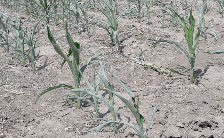 Corn plants in a non-irrigated field east of Hampton curl in the afternoon heat last week. Dryland crops in the county are at a critical stage for want of rain.