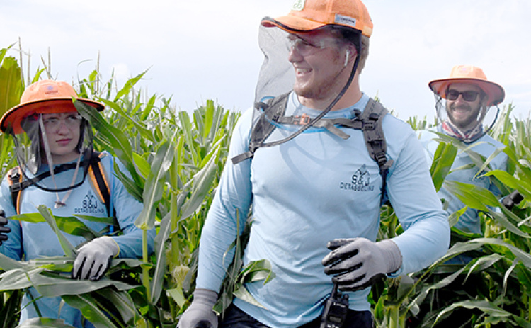 From left, detasslers Issac Graham, Jack Allen and Greg Evans trek through a muddy cornfield after the previous night’s rainfall.