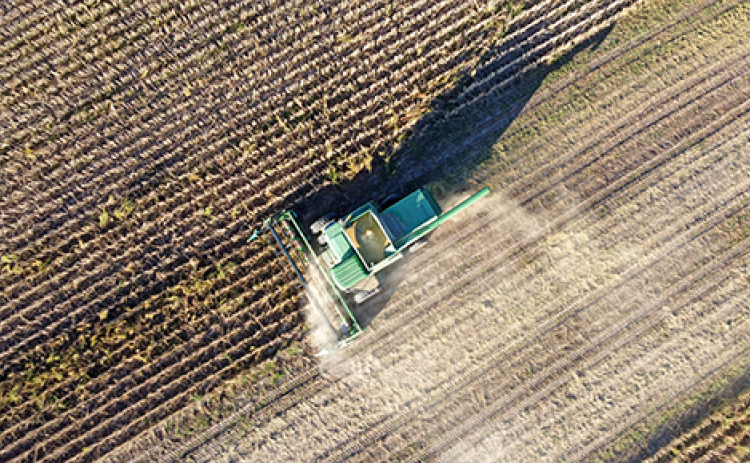 A combine harvests soybeans Sunday afternoon.