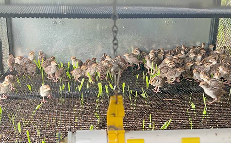 One-day old pheasant chicks are mailed to clients like Dane Schafer of Hampton, who utilize equipment provided by Oklahoma-based Wildlife Management Technologies to protect and care for the birds during their first few weeks of life.