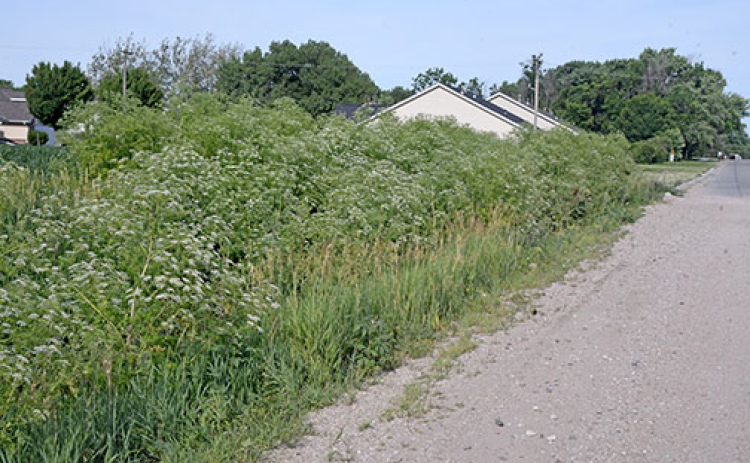 This large stand of poison hemlock was found along County Road 12 just four blocks east of Highway 14 on the edge of Aurora. Hemlock growth like this can be seen all over the county and the region this year, due in part to the plentiful rain since the plant thrives in wet and soggy soils. Ingesting any part of the plant can be harmful and even fatal to humans and animals.