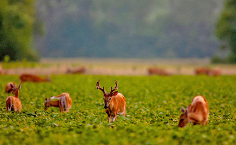 A large deer population can mean significant damage to agriculture. (Photo by Eric Fowler, Nebraskaland Magazine)