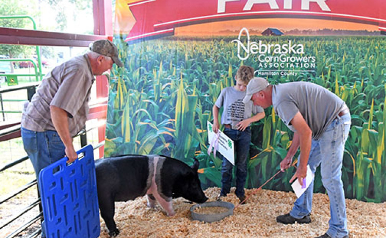 Volunteer Swine Show Supt. Duane Danielson (left) and his brother Darin work to coax a hog into position for a photo with 4-H Intermediate Showmanship Reserve Champion Paxton Janzen Saturday morning.