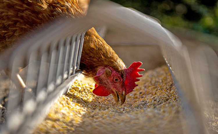 A decision made last summer to allow the use of hemp seed meal as an additive to chicken feed could give a boost to the production of hemp as a rotational crop in Nebraska. That’s according to Andrew Bish of Giltner, who currently serves as president of the Hemp Feed Coalition.