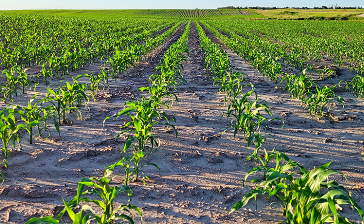 A couple of generations ago farmers used to brag about having corn that was “knee-high by the 4th,” meaning by the 4th of July. However, with modern hybrids and farming techniques it’s often possible to have corn that is that high by the 4th of June, as evidenced by the photo taken along Highway 14 south of Marquette June 4. In the foreground the field also shows evidence of the washing of heavy rains that hit the area.