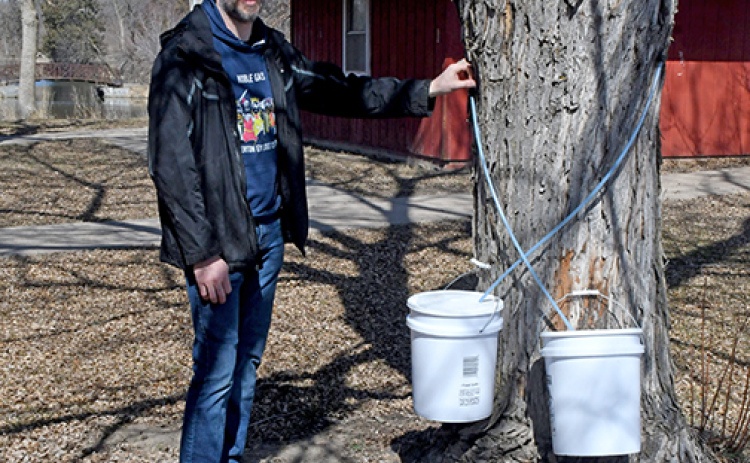 ohn Boeder, operations manager and executive chef at The Leadership Center, stands by his best producing silver maple tree.