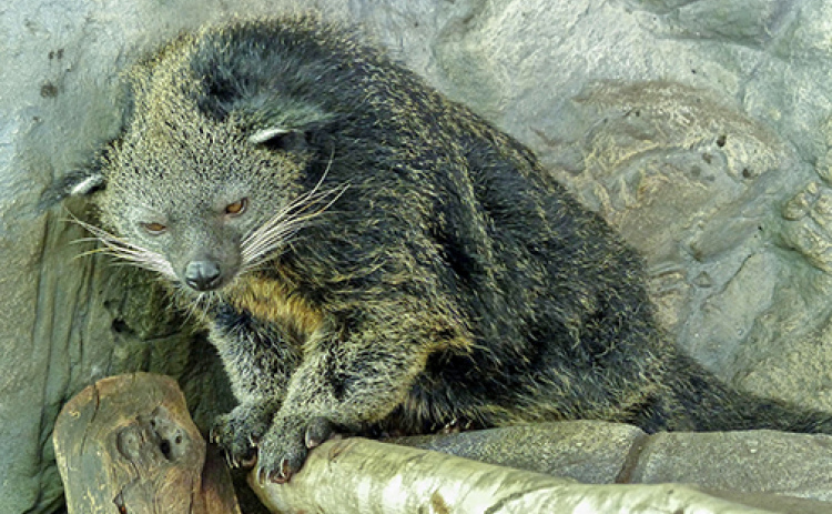 Bearcats (or Binturongs) are native to south and Southeast Asia.