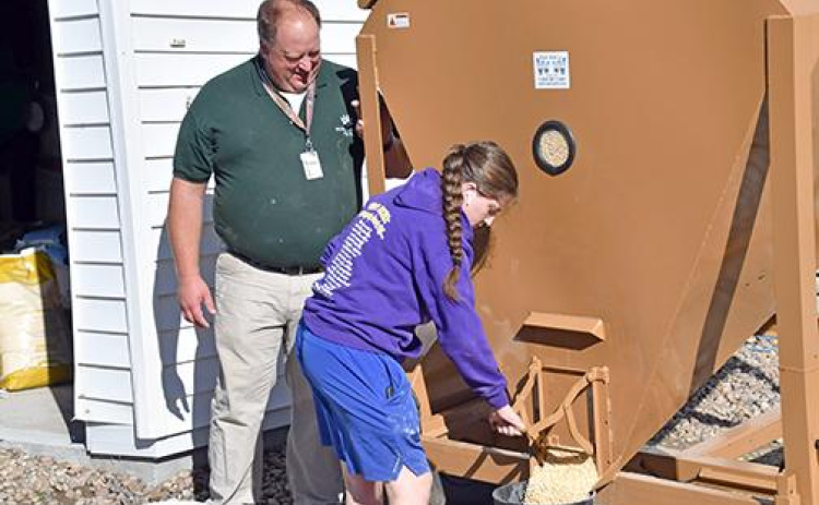Hampton ag teacher Joel Miller, pictured here in a 2024 ANR photo, observes as Alana Wiarda preps feed for the Hawk Herd, a project Miller and his students have prided themselves on for seven-plus years.