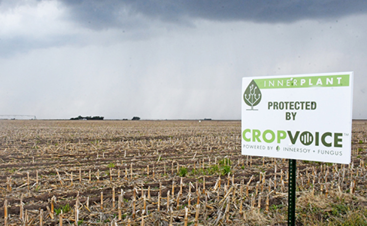 A thunderstorm prepares to drop rain on Brandon Hunnicutt’s soybean field near Giltner, some of which has been planted with CropVoice seeds. The special hybrid plant will give off a signal that can be detected by a satellite when a fungus such as white mold infects the plant and before an infection could be seen with the naked eye.