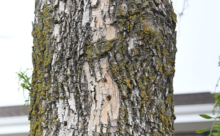 Though not confirmed as an EAB infested ash, this tree, located between East Park Villa and the Bremer Center, shows signs of blonding, bark scraping and EAB exit holes, according to Aurora arborist Ben McEndarfer.