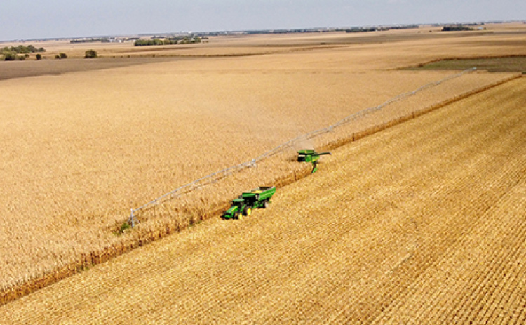 A farmer harvests corn in an irrigated field northeast of Marquette last week. Corn yields are reported to be only average this year locally, due to disease pressure from tar spot and southern rust as well as some unfavorable weather conditions later in the growing season.