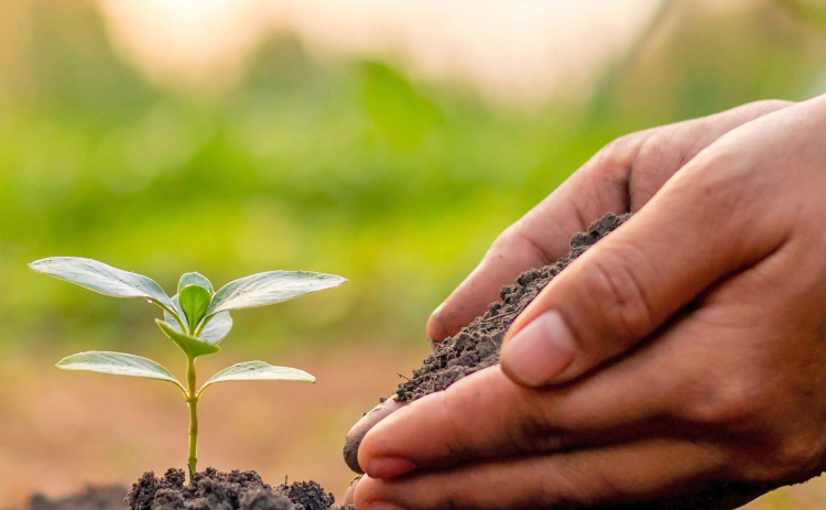 The adoption of soil health management systems by ag producers involves more than just looking at profits and reducing inputs. In her interviews with Nebraska and Kansas farmers who have made the transition, Julie Snorek examined the psychological and social dynamics in play.