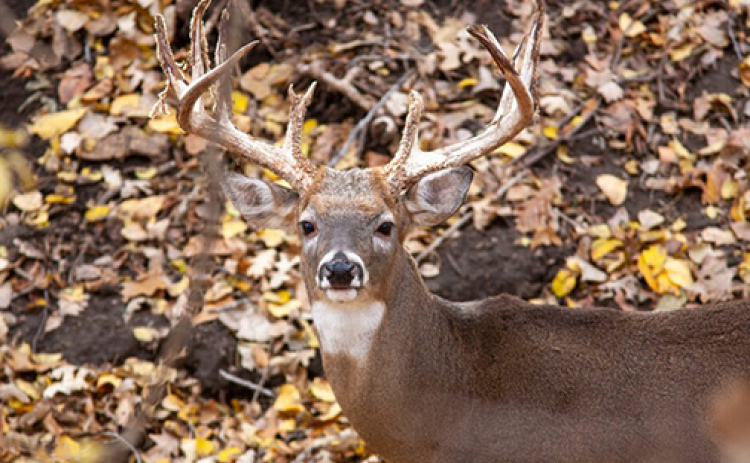 Nebraska sees deer harvest decrease