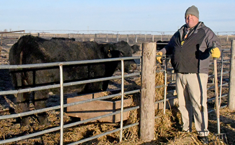 Hampton ag teacher Joel Miller stands next to one of the pens outside the school where the Hawk Herd is cared for by students. The herd presently has five cows ready to calve in the spring and two market calves that will be used for beef for the school’s lunch program.