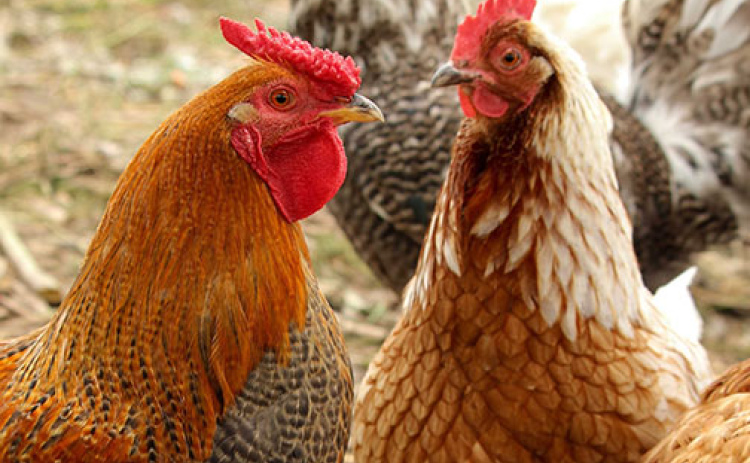 A formal request for input on the concept of adopting regulations allowing chickens within the city limits drew approximately 30 people to last week’s Aurora City Council meeting