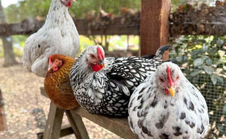 City officials heard input at the March 10 city council meeting regarding the concept of allowing backyard chickens within the city limits.