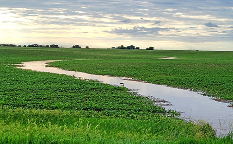 The flowing waterway in this corn field north of Aurora on Thursday morning shows evidence of the 1.5 inches of rain that fell overnight as reported at the airport. That was in addition to the estimated 2 inches of precipitation received earlier in the week. Researchers say it’s not how much rain that fell on an acre of farm ground that counts as much as how much of it was retained by the soil. Studies show that healthy soil practices can increase corn yields by up to 25 bushels per acre.