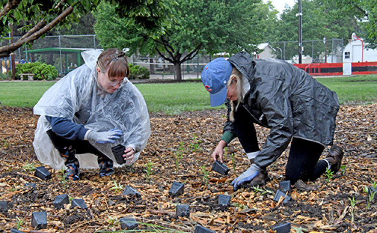 The Students 4 Sustainability Club from CCC drilled holes in the ground and then placed nearly 30 different types of annuals and perennials for the garden, to provide food sources and a breeding grounds for butterflies, bees and other types of insects.