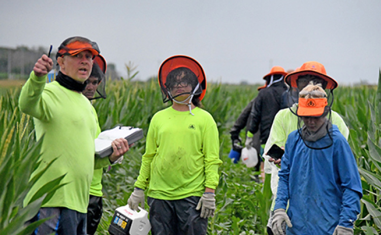 Outfields Detasseling has reached its 25th year of service detasseling fields in northern Hamilton and Merrick counties, with apprixiomately 250 detasselers working for the company. Directing detasslers where to go next is Derek Keasling.