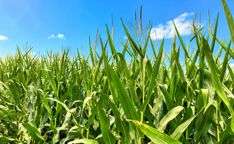 Despite some green snap from winds associated with the July 8 thunderstorm, local agronimist Orvin Bontrager said the corn crop in Hamilton County looks good this year.