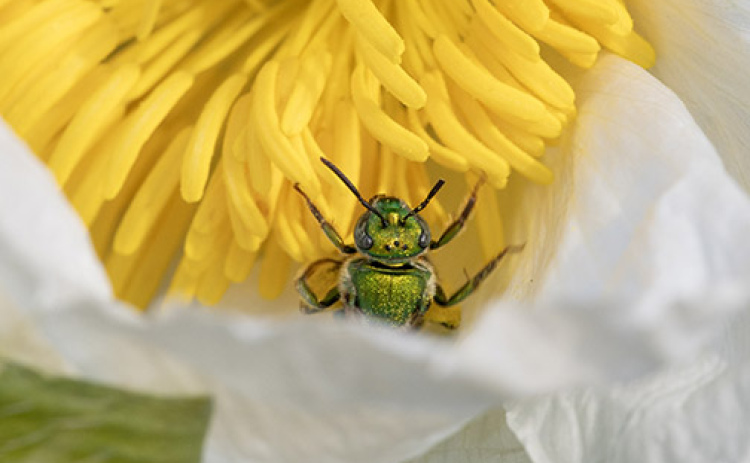 A metallic green sweat bee collects pollen from a prickly poppy flower in the Nebraska Sandhills.
