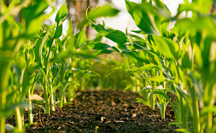 As the demand for organically produced food increases, both landlords and tenants are looking to make the transition to organic, however, there are often additional considerations involved in creating an organic lease agreement.