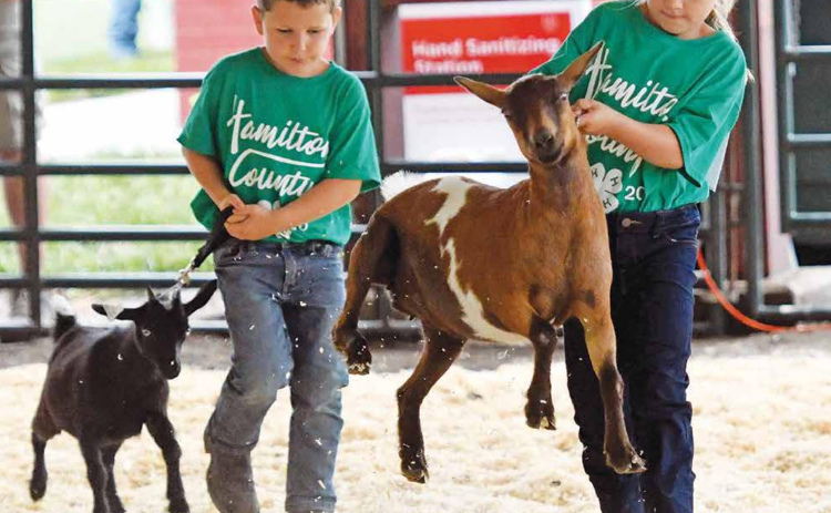 Kathryn Jennings looks to keep control of her goat who has his own way of doing things while Dalton Land follows behind during 4-H Clover Kid showing at the Hamilton County Fair. News-Register/Richard Rhoden