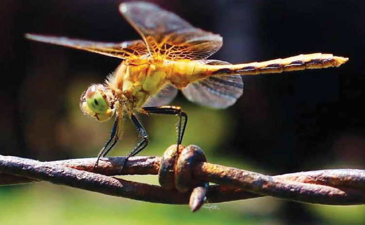 Jennifer Ediger of Hampton spent extra time in a field near Burwell capturing the best possible image of a dragonfly hovering over a barbedwire fence. Those efforts earned her first place in this year’s Aurora News-Register amateur photo contest. Photo by Jennifer Ediger