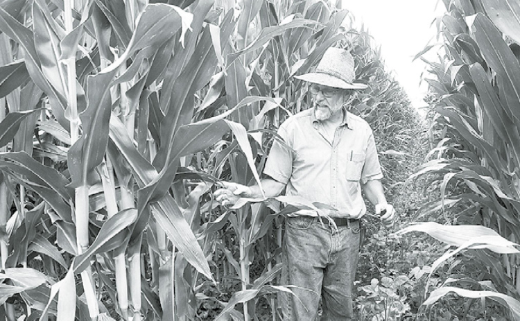 Raymond Hain, general farm manager at the Grain Place, showcases one of the new planting techniques they are trying called skip row crop. This involves planting two rows of corn then one of cover crop. News-Register/Jeni Moellenberndt
