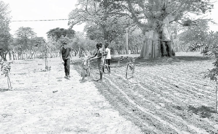 Shown here is a peanut field, also known as ground nut in Gambia, where Daniel Heiser recently spent six months on a medical mission. Courtesy photo