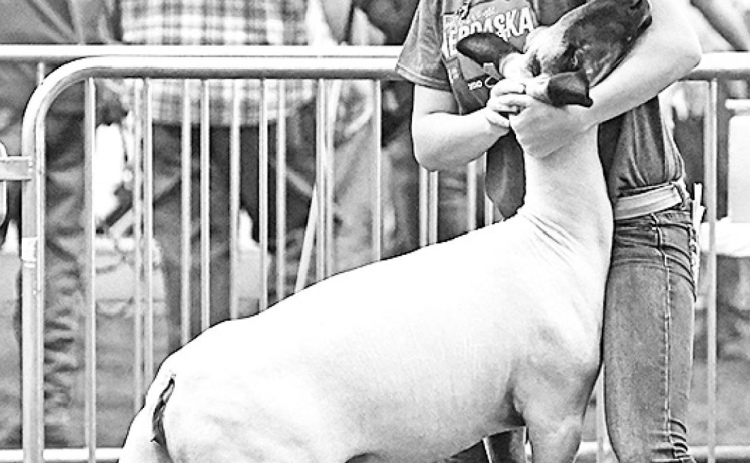 Pictured above, Kenzie Wert gets her lamb in position for judging. News-Register/Jeni Moellenberndt