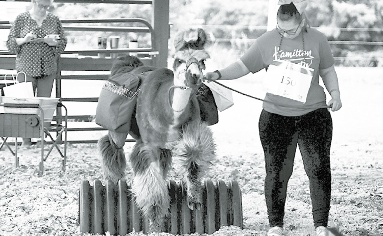Llama showtime at the fair